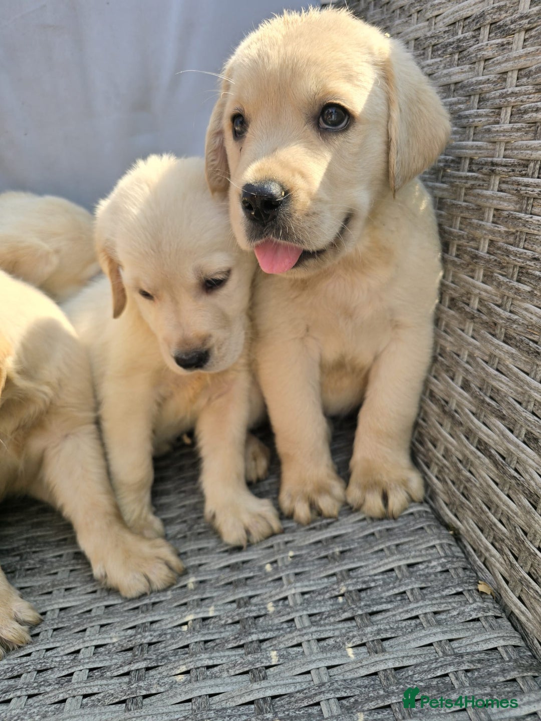 Goldador dogs for sale: Goldador puppy's  - Advert 11