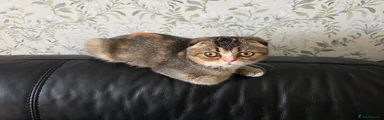Scottish Fold 1