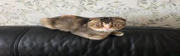 Scottish Fold cats for sale: Lovely Scottish fold female  - Advert 2