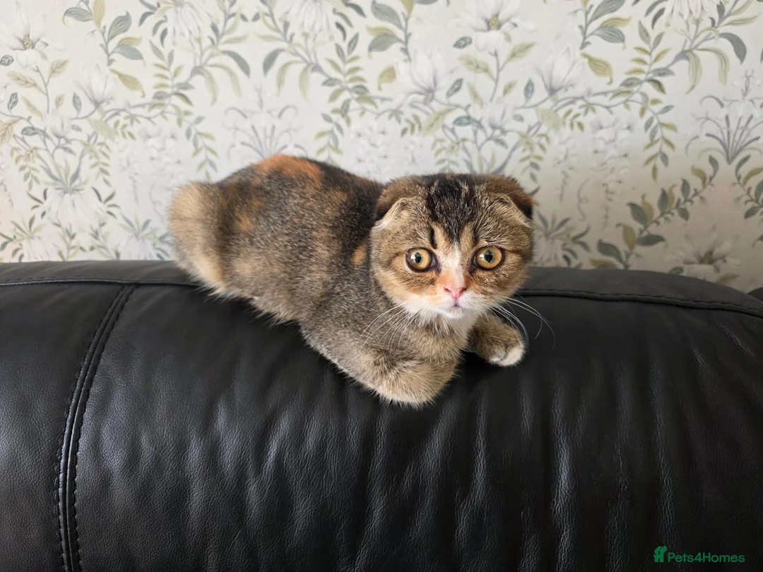 Scottish Fold cats for sale: Lovely Scottish fold female  - Advert 2