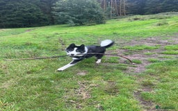 Mixed Breed dogs for sale: Meet Blu our beautiful husky/samoyed. 1 year old - Image 3