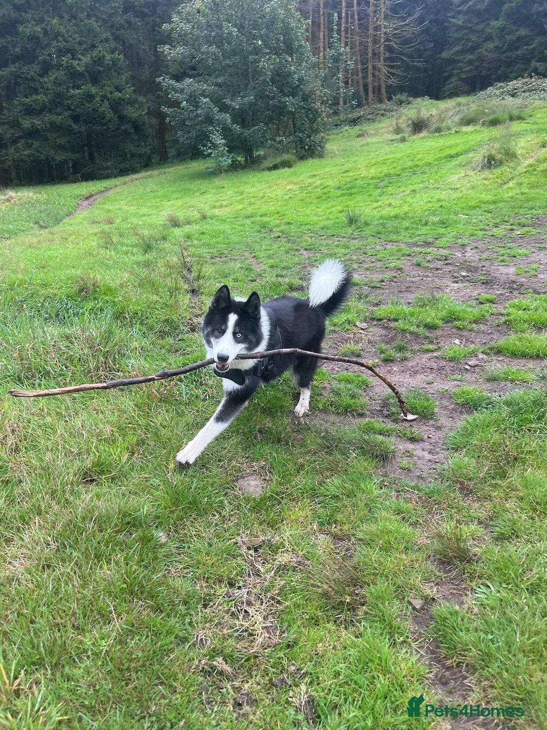 Mixed Breed dogs for sale: Meet Blu our beautiful husky/samoyed. 1 year old - Image 3