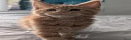 Maine Coon cats for sale: Mainecoon - Advert 18