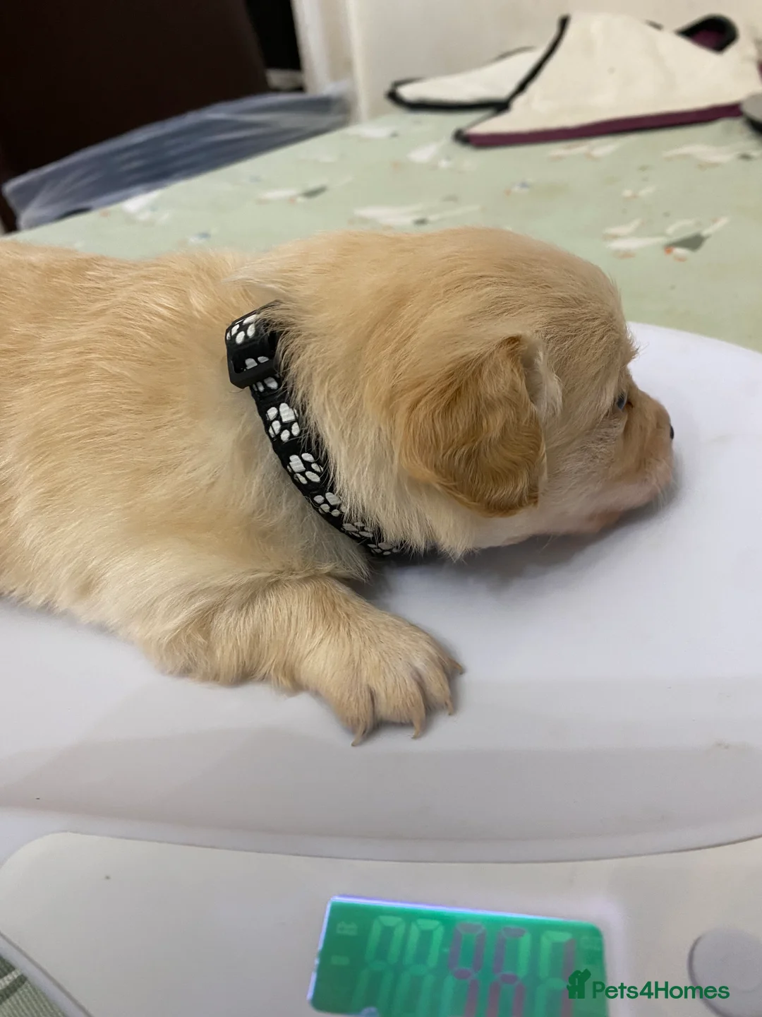 Mixed Breed dogs for sale: Daxie-CHON PUPPIES FOR SALE - Advert 2