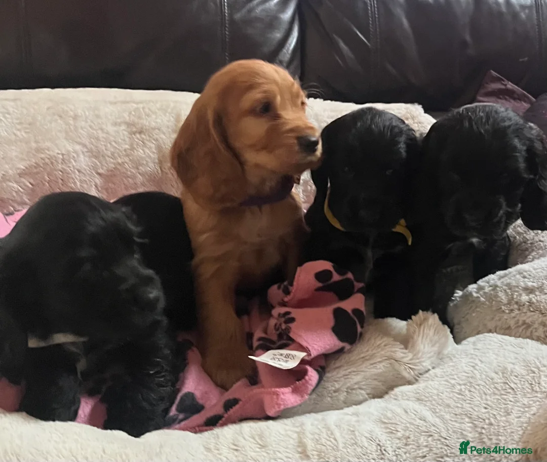 Cocker Spaniel dogs for sale: Stunning show type cocker spaniel puppies  - Advert 11