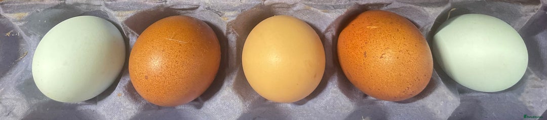 Chickens poultry for sale: Chickens Point of lay hens - Image 2