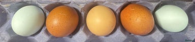 Chickens poultry - Advert 7