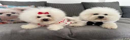 Bichon Frise dogs for sale: Pure Pedigree Champion Bloodline Bichon Frise 🐾🐶 - Advert 3