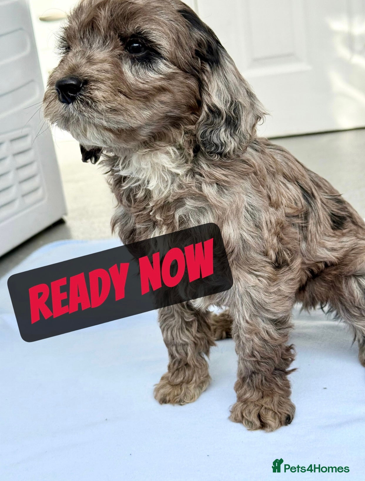 Cockapoo dogs BEAUTIFUL F1 COCKAPOO - Advert 7