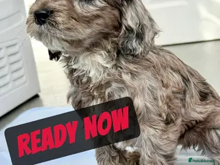 Cockapoo dogs BEAUTIFUL F1 COCKAPOO - Advert 7