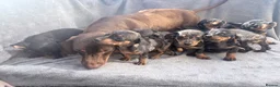 Miniature Dachshund dogs for sale: Beautiful dachshund puppies  - Advert 21