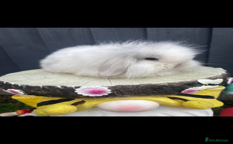 Mini Lion Lop rabbits - Advert 2