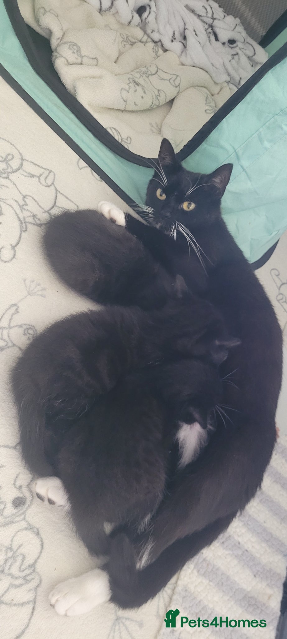 Domestic Shorthair cats 3 beautiful domestic shorthair male kittens - Advert 8