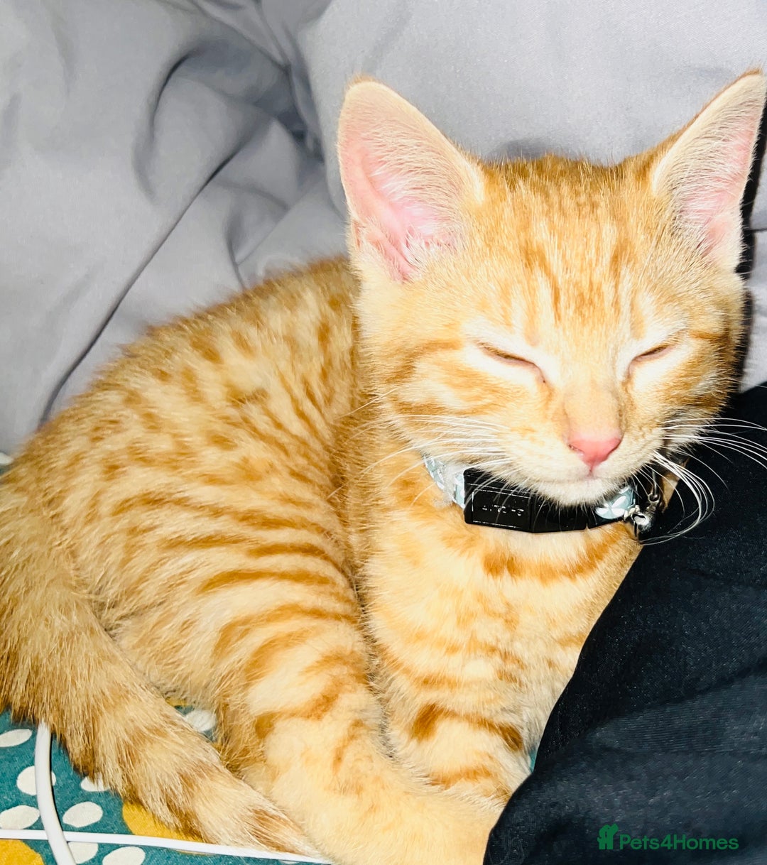 Mixed Breed cats for sale: male kitten - Advert 2