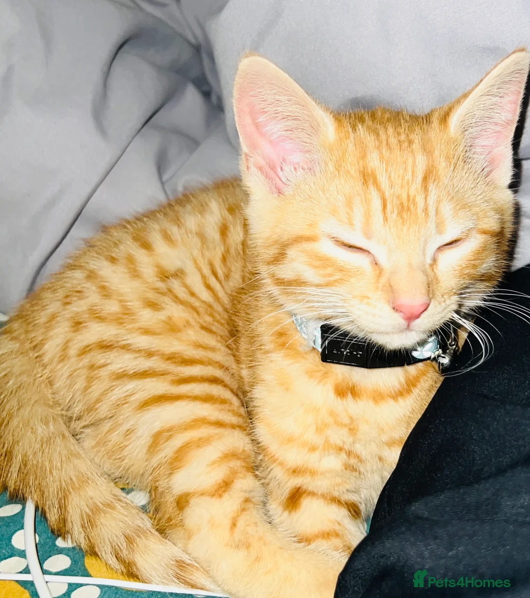 Mixed Breed cats for sale: male kitten - Advert 2