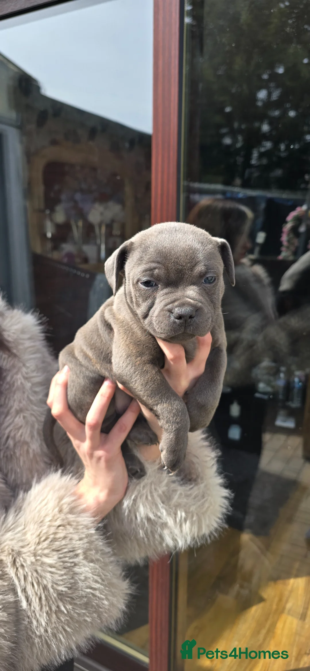 Staffordshire Bull Terrier dogs for sale: KC Registered Staffy Puppies - Advert 1