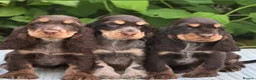 Cocker Spaniel dogs for sale: Stunning cocker spaniels in Doncaster - Advert 15