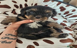 Yorkshire Terrier dogs for sale: DNA TESTED Father - Yorkshire Terrier puppies  - Image 20