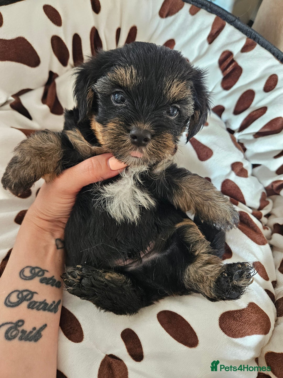 Yorkshire Terrier dogs for sale: DNA TESTED Father - Yorkshire Terrier puppies  - Image 20
