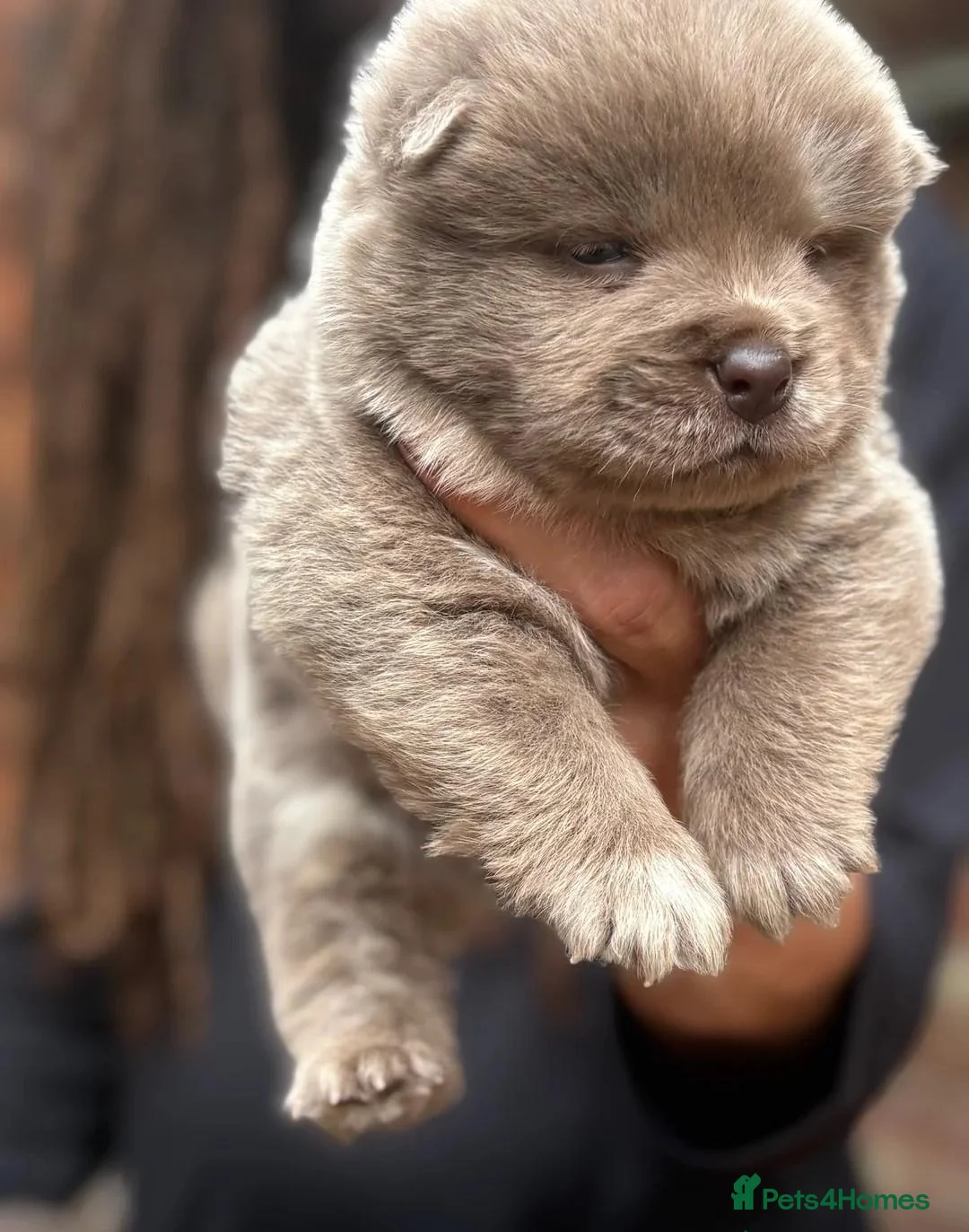 Chow Chow dogs for sale: Rare Little Sweethearts  in London - Advert 13