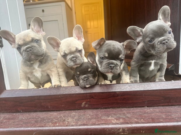 French Bulldog dogs in Sandy - Advert 13