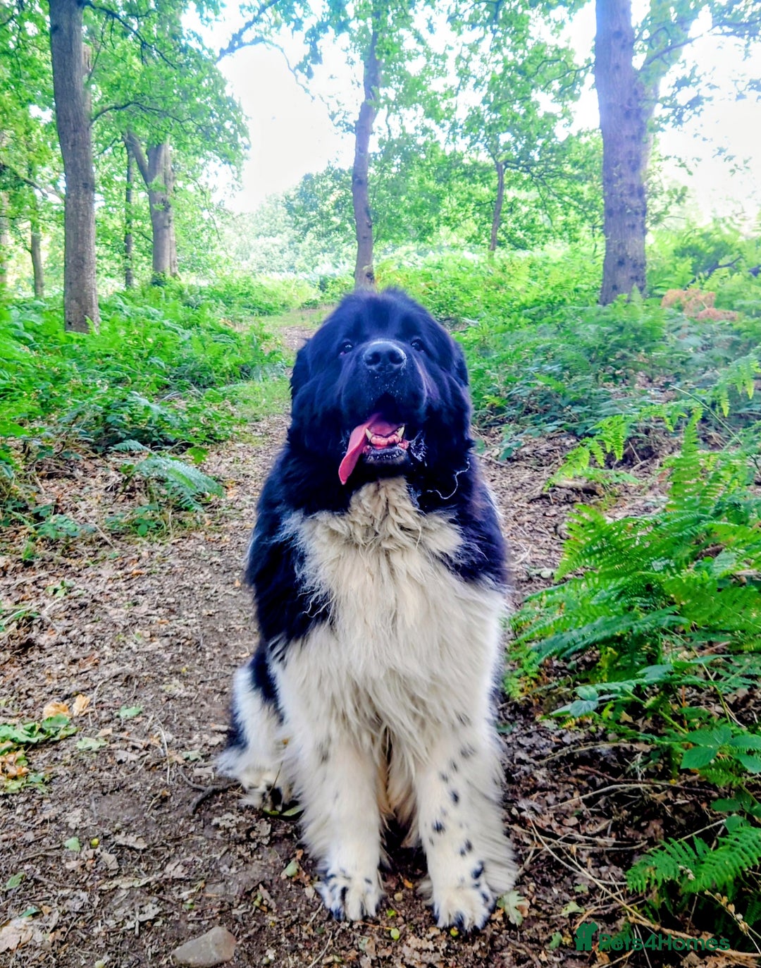 Newfoundland dogs for stud: KC registered health tested Landseer Newfoundland  in Ilkeston - Advert 5