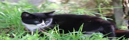 Mixed Breed cats for sale: Short haird farm kittens - Advert 4