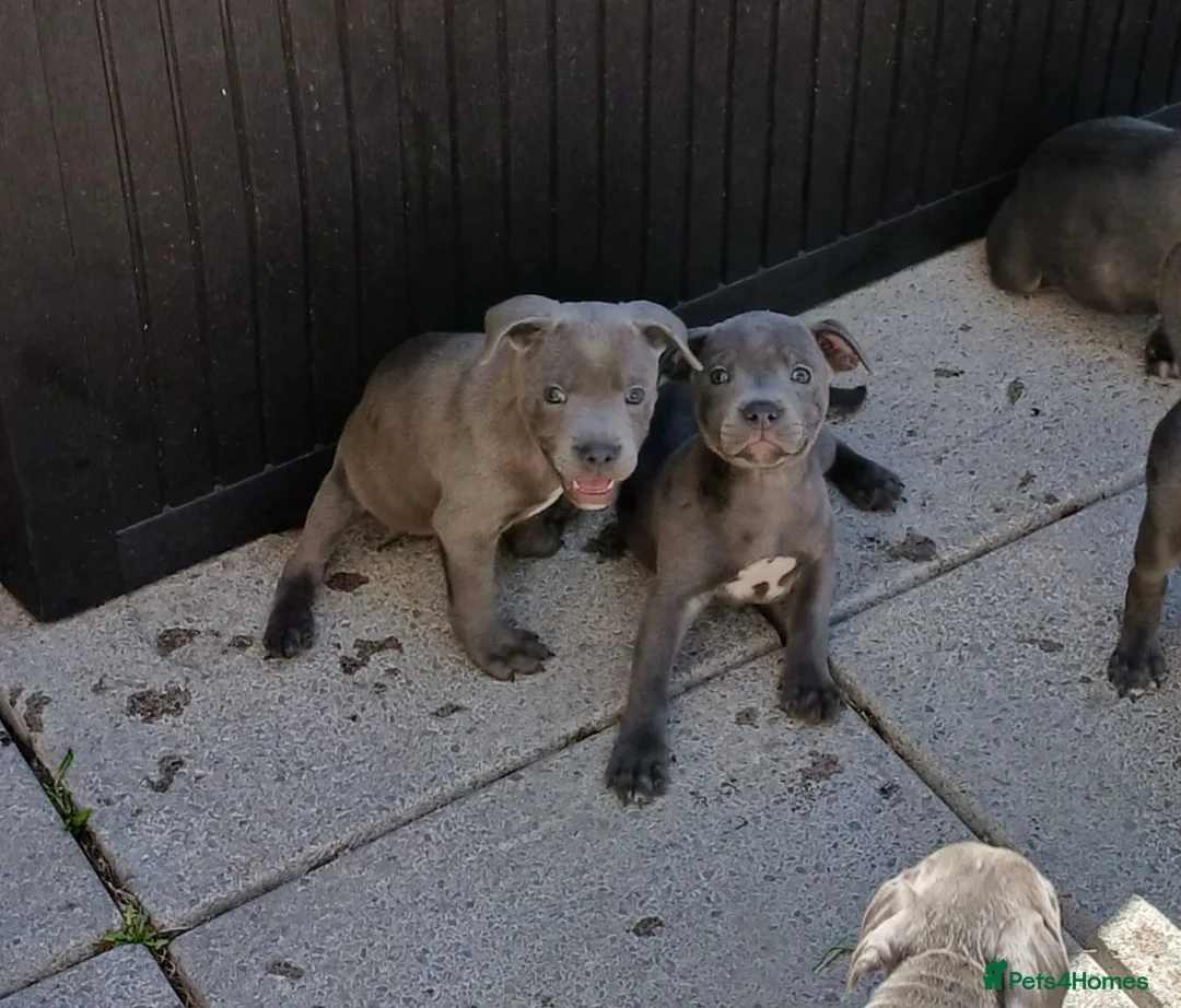 Staffordshire Bull Terrier dogs for sale: Blue staff puppies kc reg - Advert 9