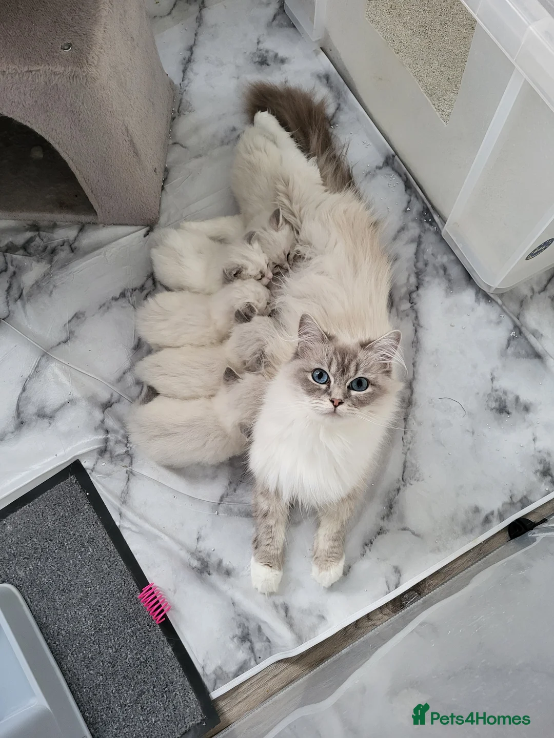 Ragdoll cats for sale: Beautiful GCCF ragdoll babies  - Advert 10