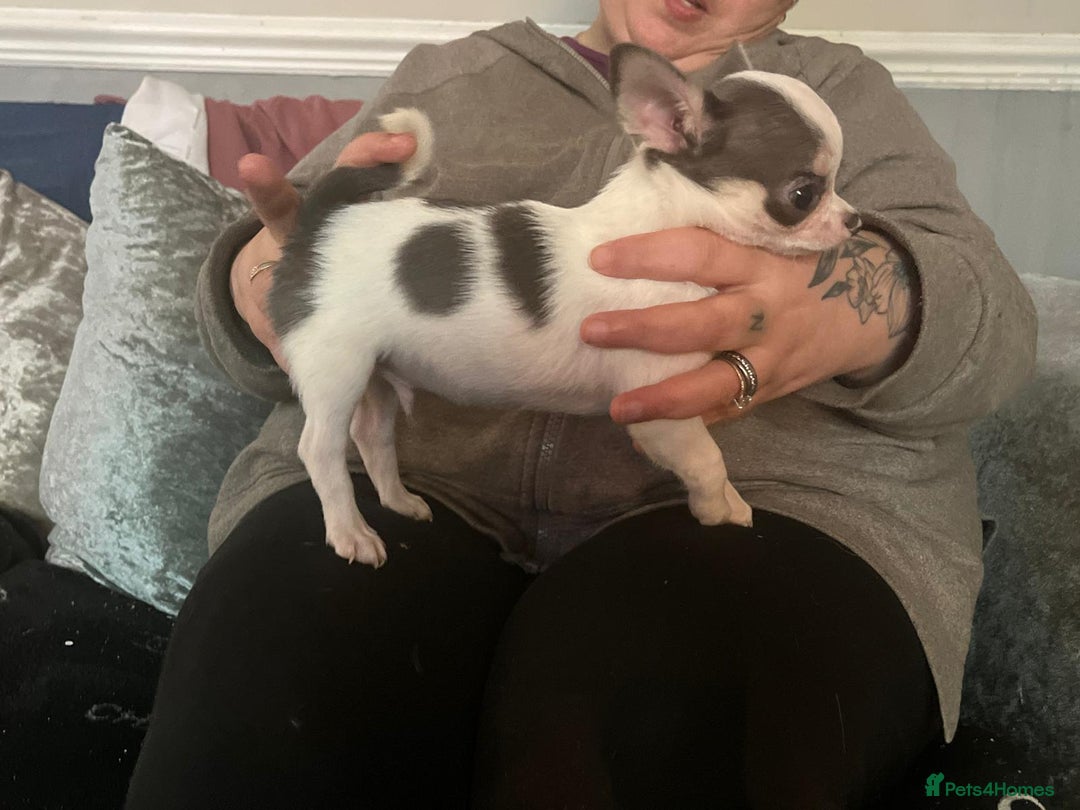 Chihuahua dogs for sale: Show potential smooth coat Chihuahuas  - Advert 3