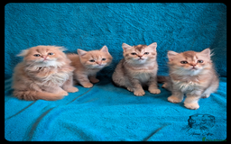 Scottish Fold cats for sale: TICA Registered Scottish kittens - Image 24