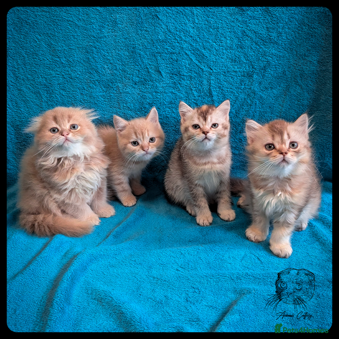 Scottish Fold cats for sale: TICA Registered Scottish kittens - Image 24