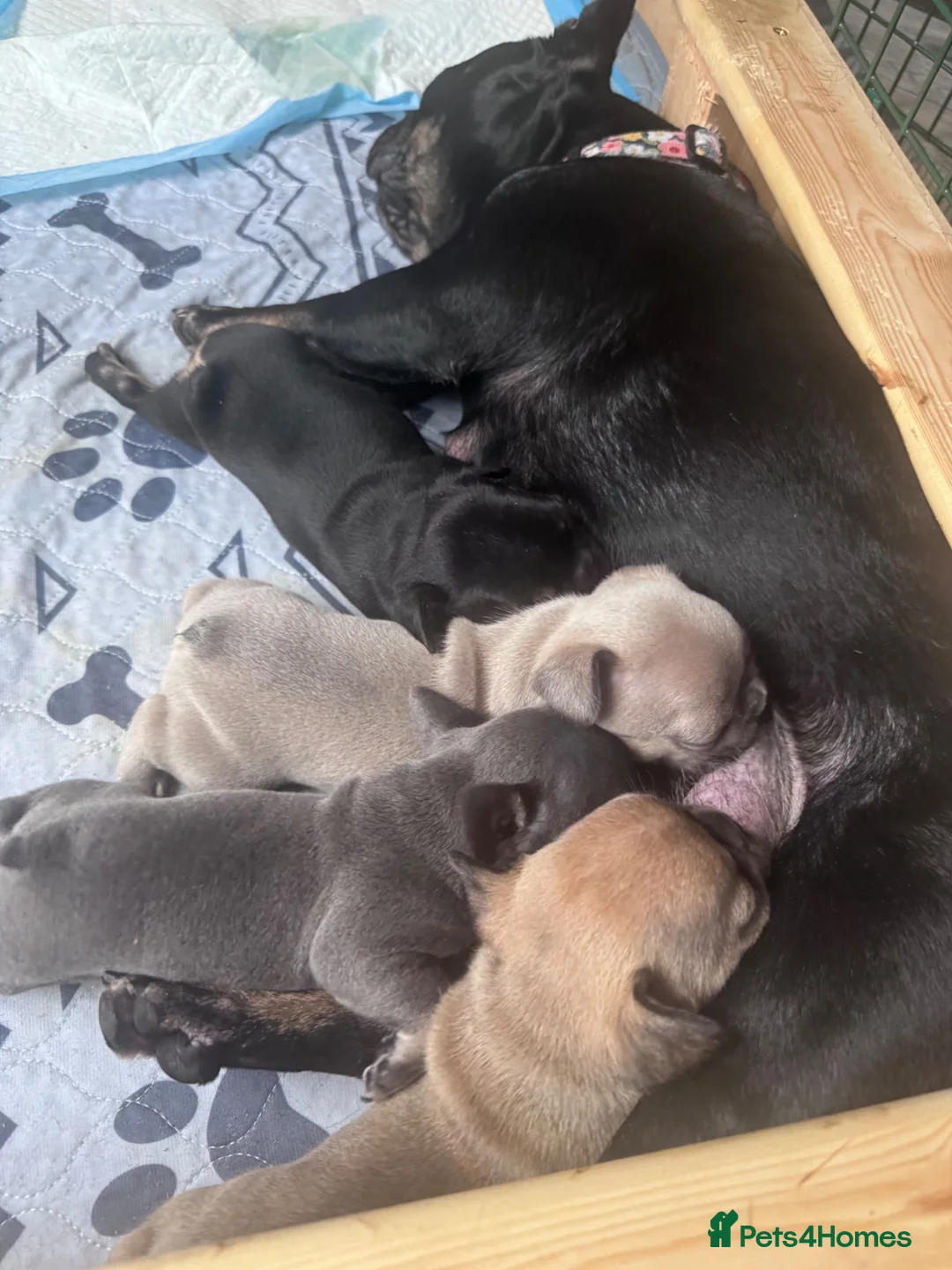 French Bulldog dogs for sale: 5 Chunky French Bulldog Puppies  - Advert 19