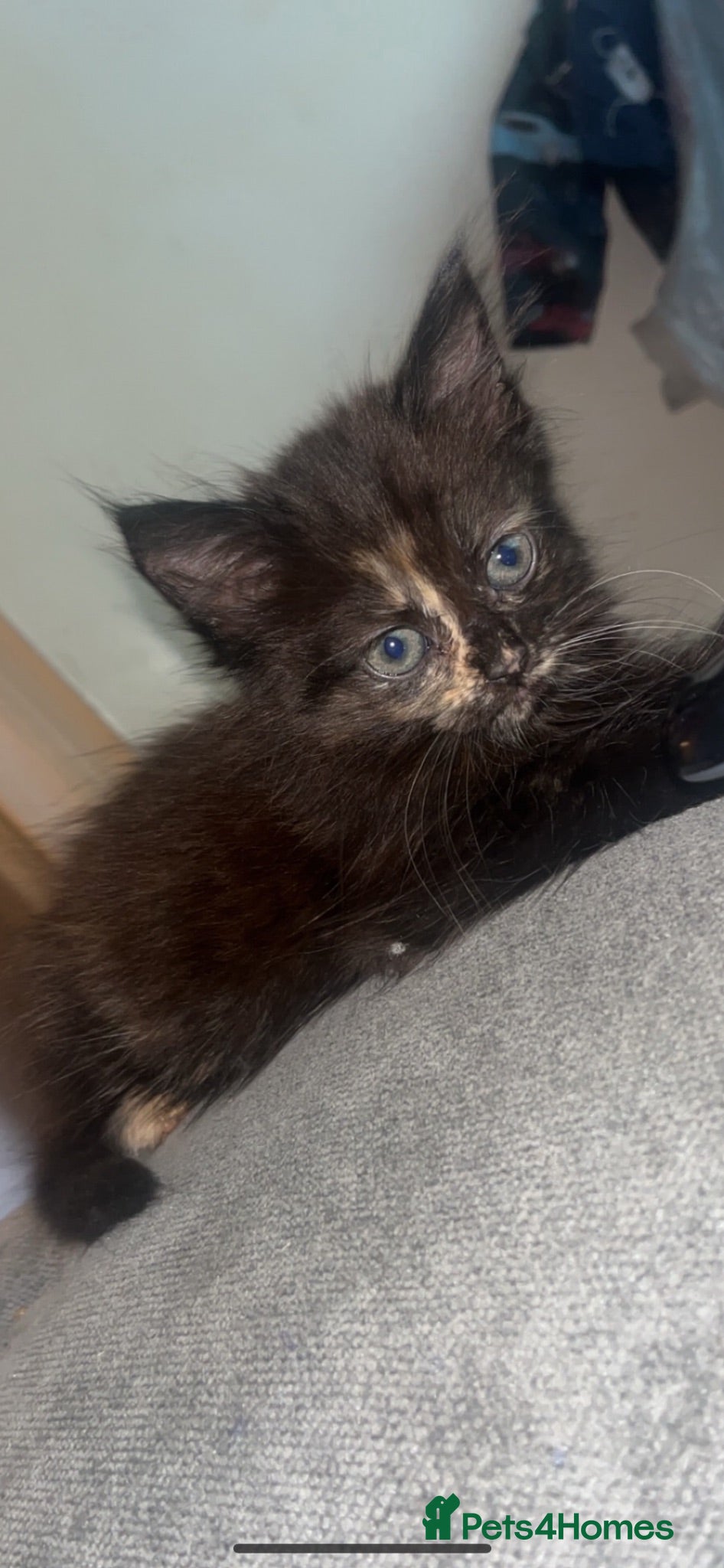 Mixed Breed cats 3 beautiful girl kittens  - Advert 5