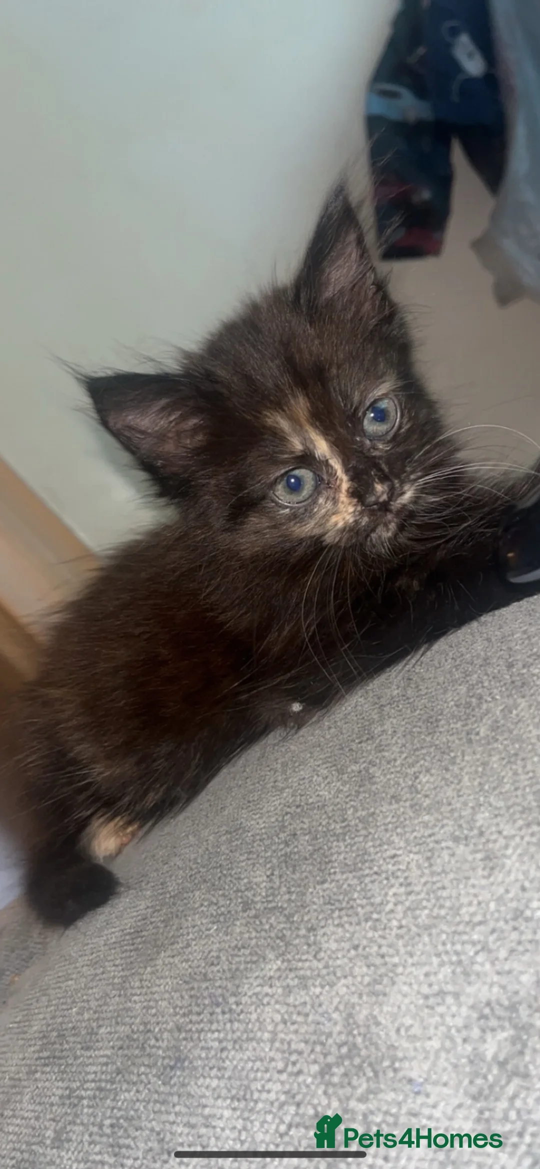 Mixed Breed cats for sale: 3 beautiful girl kittens  - Advert 1
