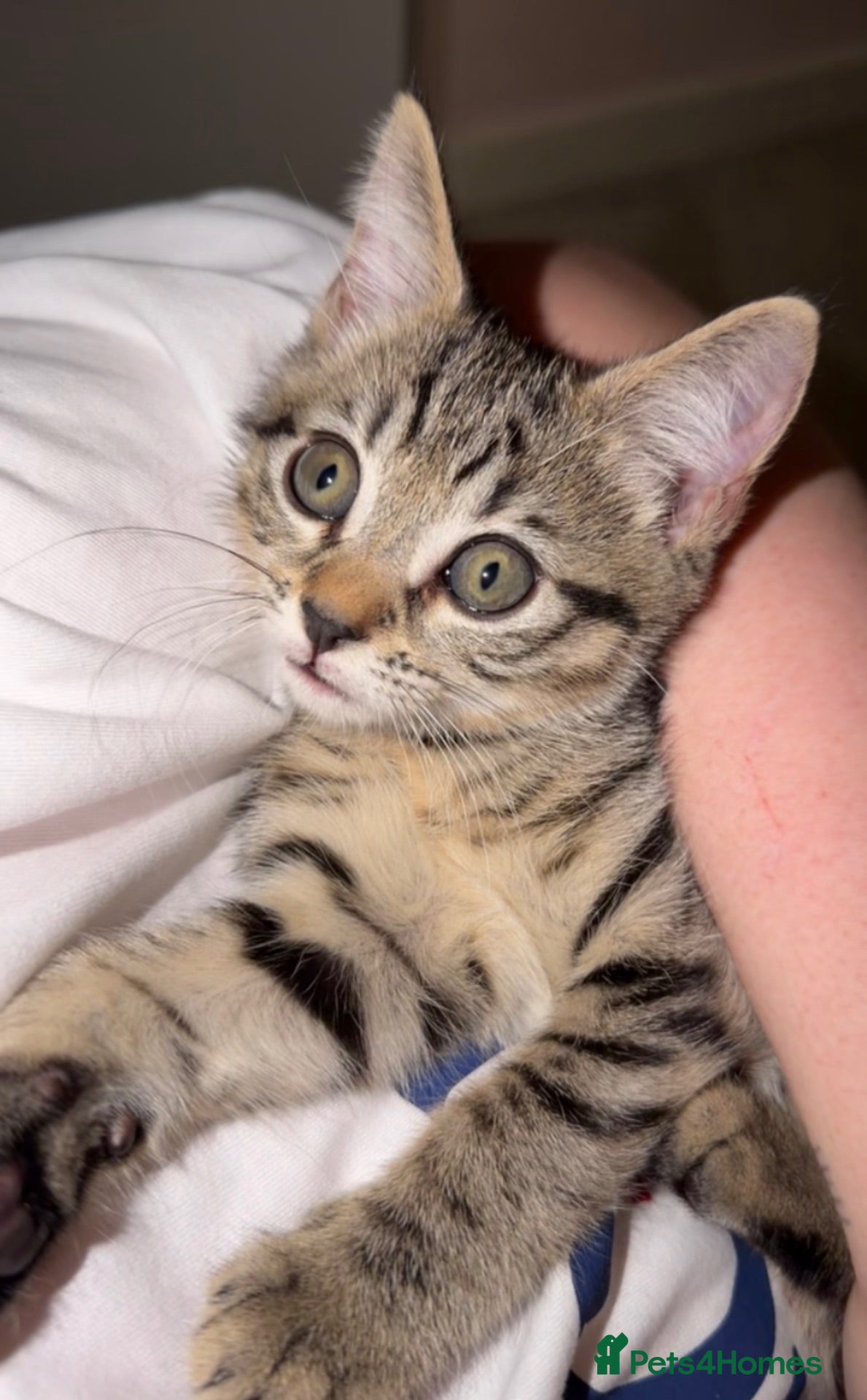 Mixed Breed cats 🤍 Last kitten ready for their new home 🤍 - Advert 1