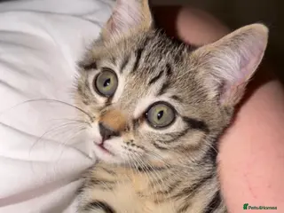 Mixed Breed cats 🤍 Last kitten ready for their new home 🤍 - Advert 1
