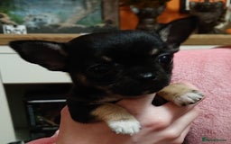 Mixed Breed dogs for sale: Chihuahua with a bit of French Bulldog puppies - Advert 25
