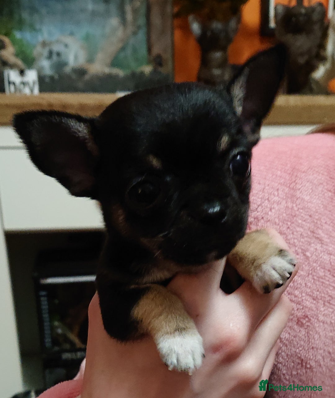 Mixed Breed dogs for sale: Chihuahua with a bit of French Bulldog puppies - Advert 25