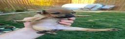 Mixed Breed dogs for sale: Patterdale x Plummer terrier pups - Advert 8
