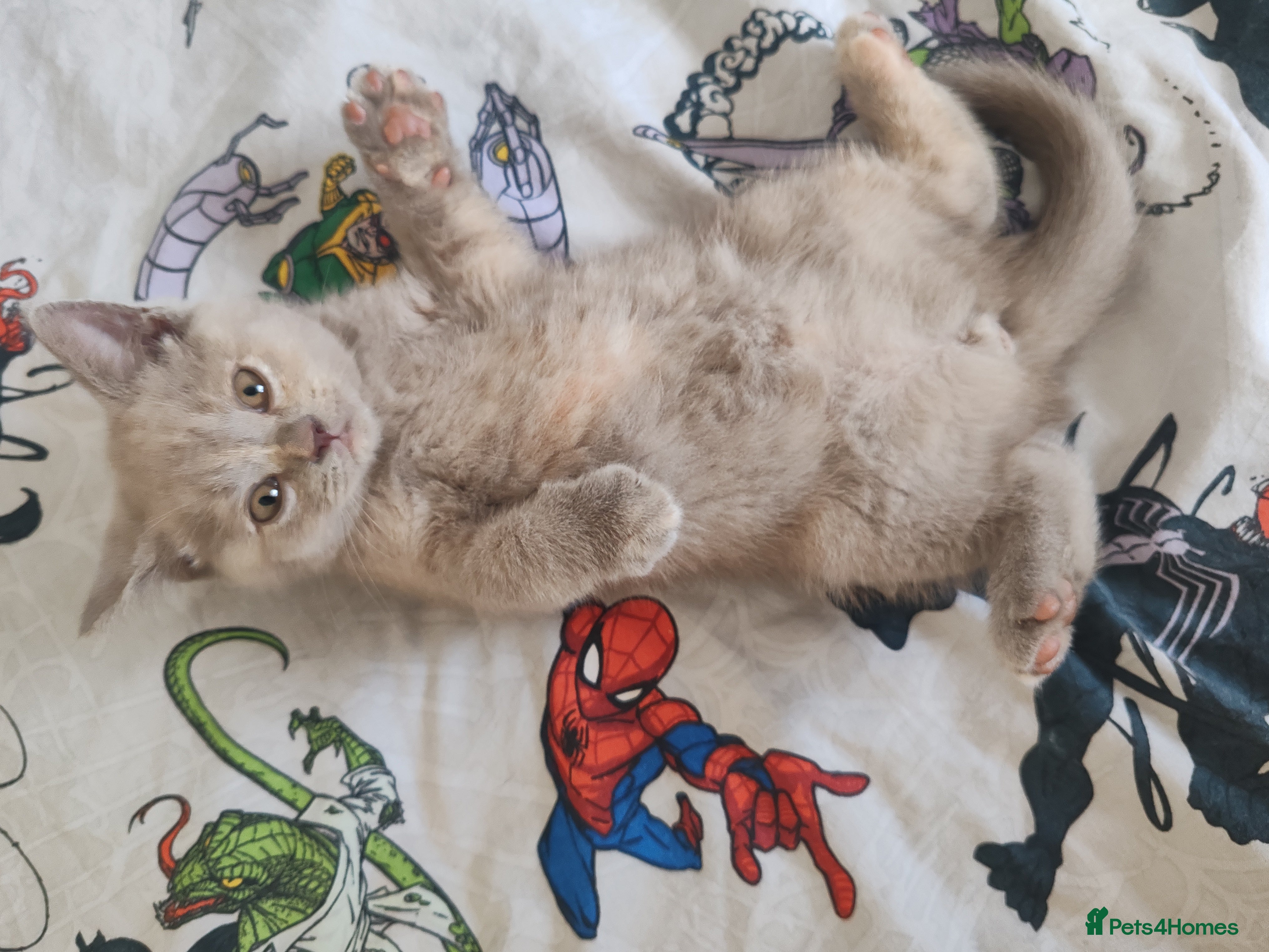 British Shorthair cats British shorthair kittens  - Advert 17