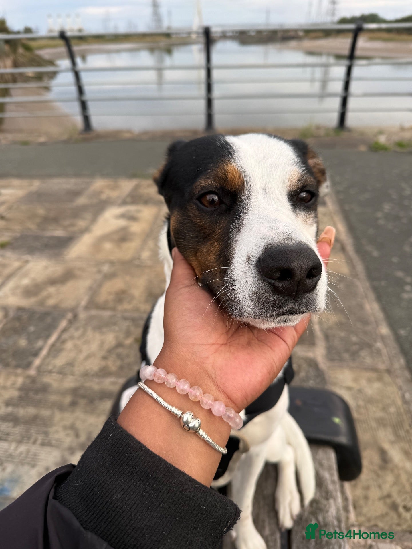 Mixed Breed dogs Diego - Advert 1