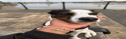 Mixed Breed dogs for sale: Diego - Advert 1