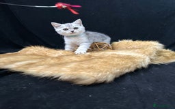 British Shorthair cats for sale: GCCF British short hair kittens for loving homes  - Image 12