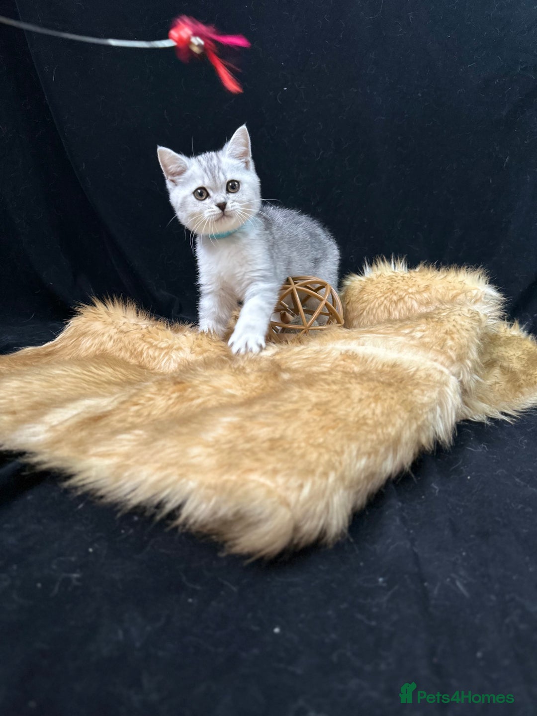 British Shorthair cats for sale: GCCF British short hair kittens for loving homes  - Image 12
