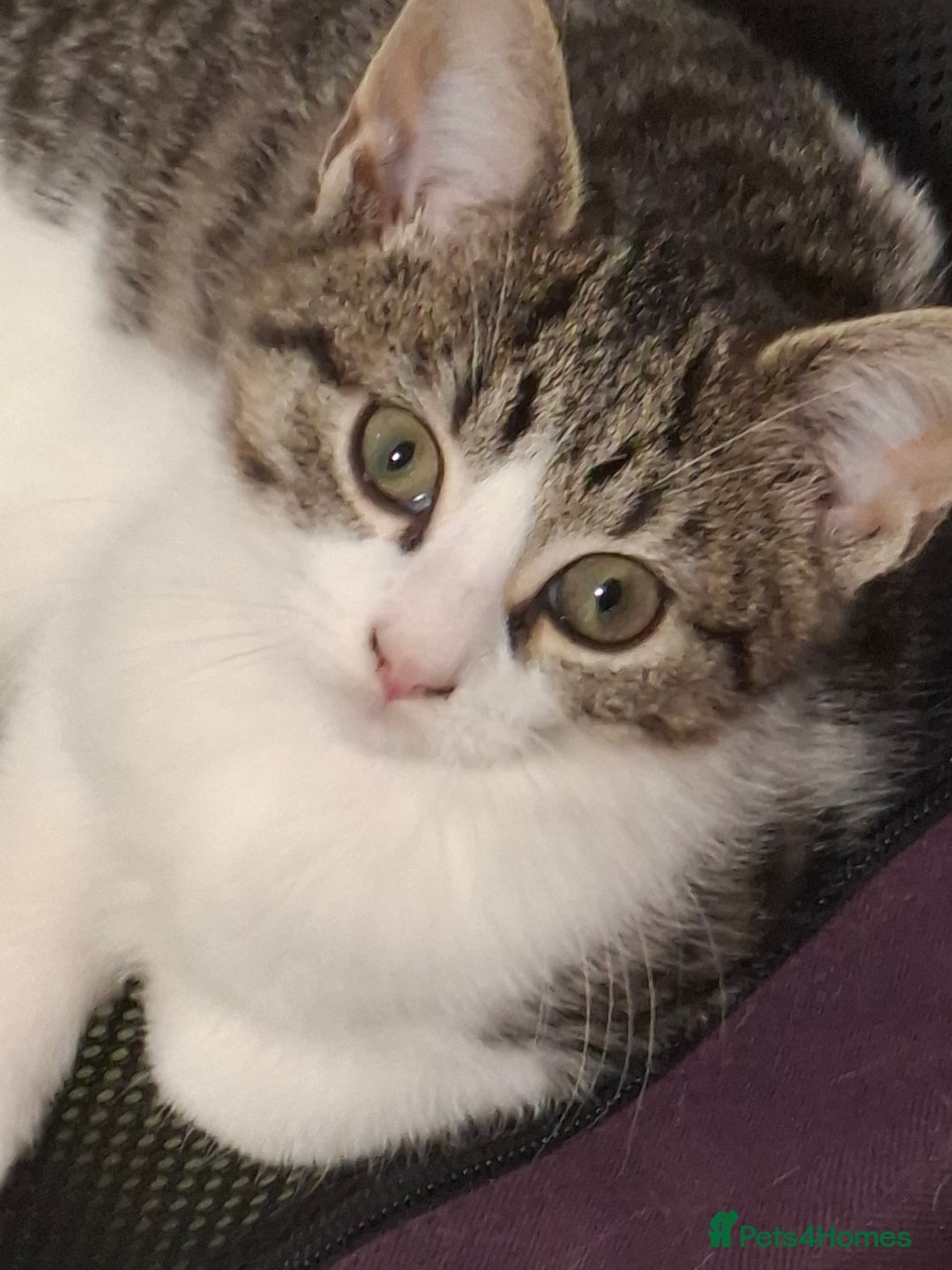 Mixed Breed cats for adoption: 5 adorable kittens looking for their forever homes - Advert 3