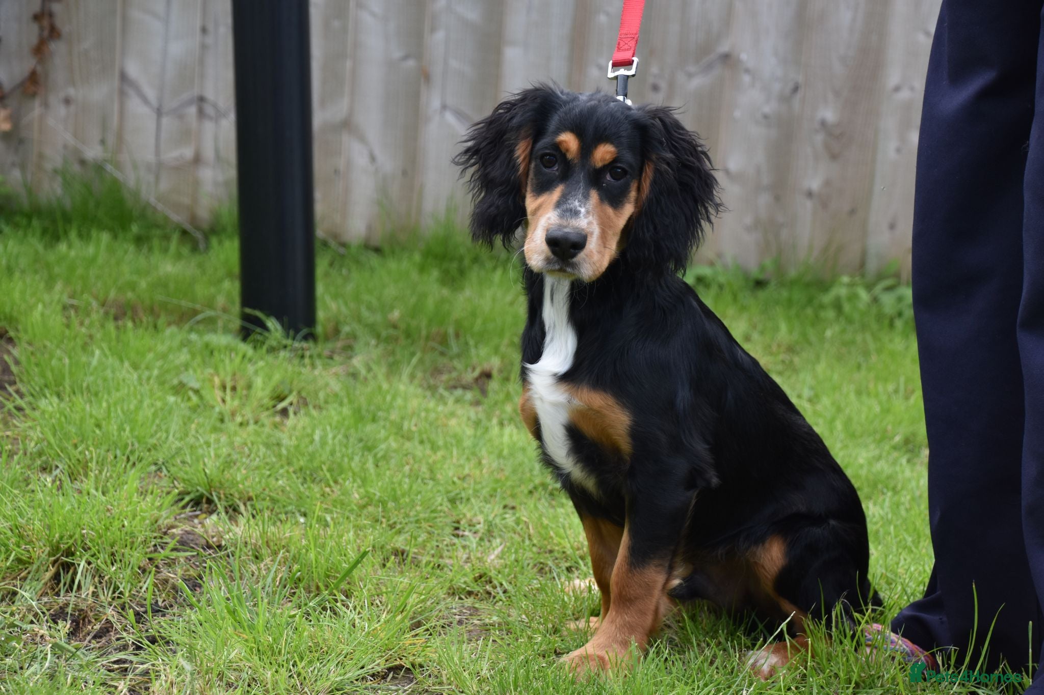 Cocker Spaniel dogs 6 Months Old Male Working Cocker KC Reg. - Advert 1