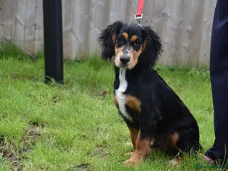 Cocker Spaniel dogs 6 Months Old Male Working Cocker KC Reg. - Advert 4