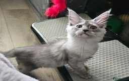 Maine Coon cats for sale: ACTIVE Silver Smoke Girl. 💖💖READY NOW💖💖 - Image 2