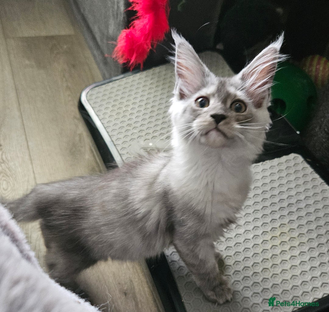Maine Coon cats for sale: ACTIVE Silver Smoke Girl. 💖💖READY NOW💖💖 - Image 2
